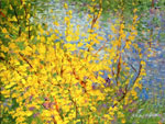 Forsythia by the River  by David ArathoonForsythia by the River  by David ArathoonForsythia by the River  by David Arathoon